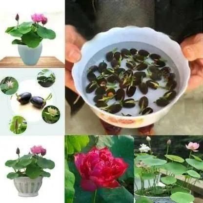 Bonsai Lotus Seeds – Purify Your Space with Positivity & Natural Beauty (100pc)